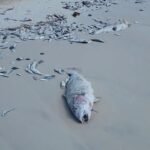 Hundreds of dead fish wash ashore Florida beaches