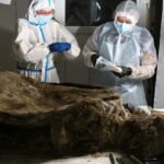 A 3,500-year-old bear preserved in Siberian permafrost is dissected by