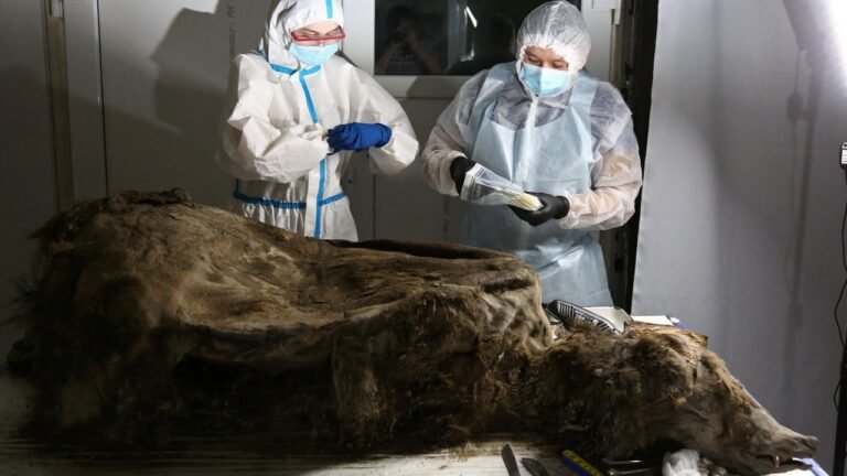 A 3,500-year-old bear preserved in Siberian permafrost is dissected by
