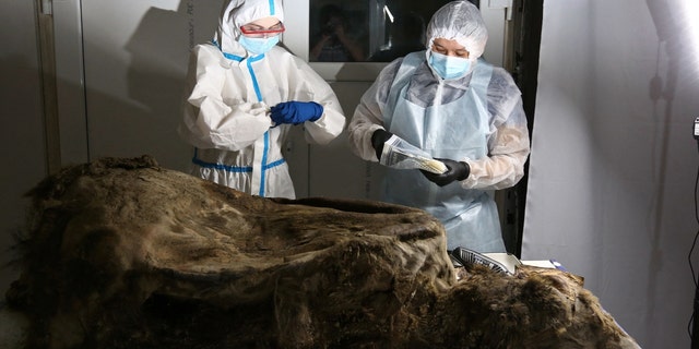 Scientists conduct an autopsy of a fossil brown bear with the geological age of 3,460 years, found in the permafrost of northern Yakutia by reindeer herders in 2020, in Yakutsk, Russia February 21, 2023.